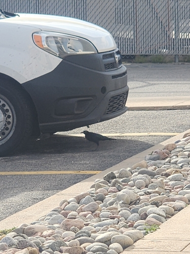 Great-tailed Grackle