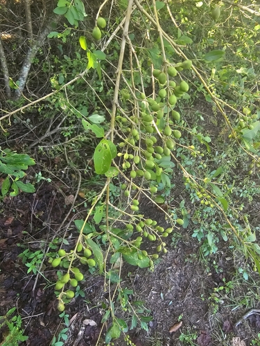 Chinese privet