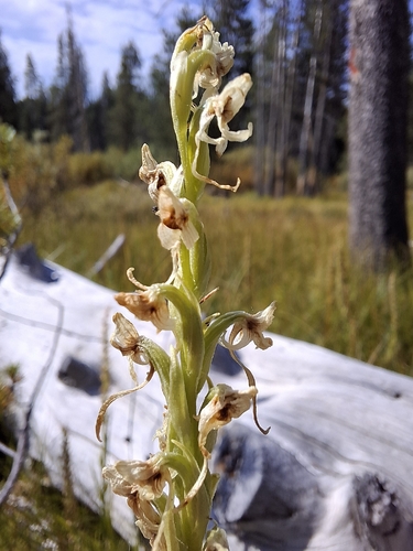 iNaturalist observation photo of Sierra Bog Orchid