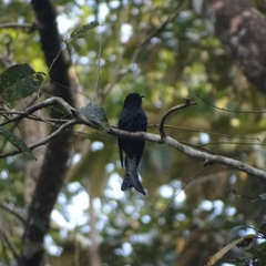 Surniculus dicruroides