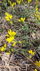 Genista depressa