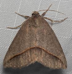 Argyrostrotis flavistriaria