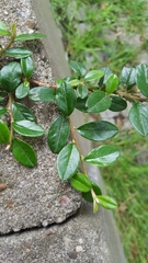 Cotoneaster dammeri