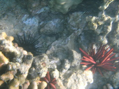 Heterocentrotus mamillatus