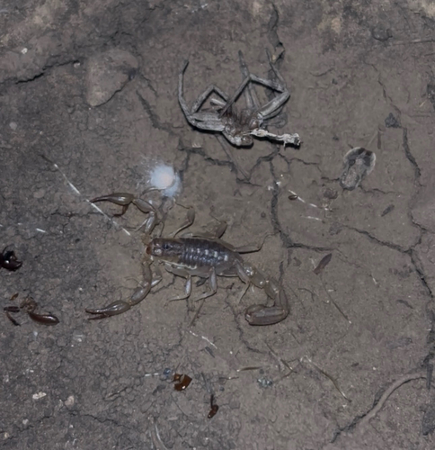 Lesser Stripetail Scorpion