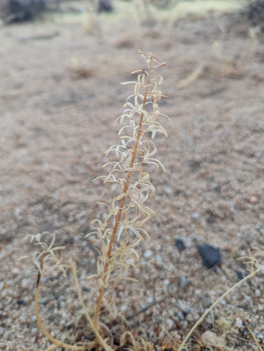 Western Tansymustard