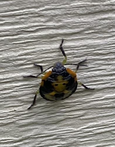 Green Stink Bug