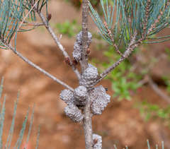 Allocasuarina grampiana