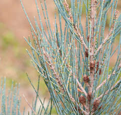 Allocasuarina grampiana