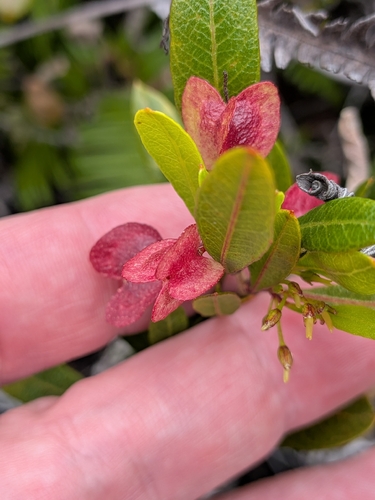 Dodonaea viscosa observed 2026-10-01