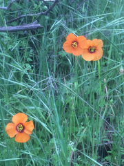 Papaver heterophyllum