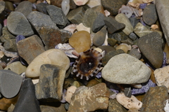 Siphonaria denticulata