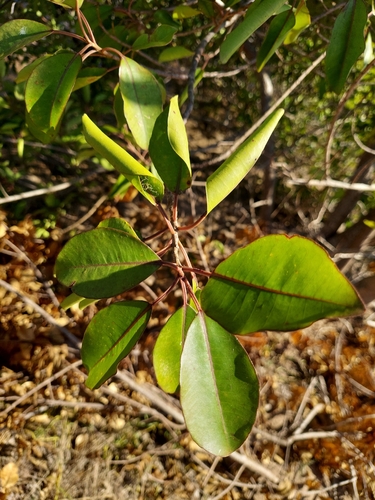 Excoecaria agallocha observed 2026-10-12