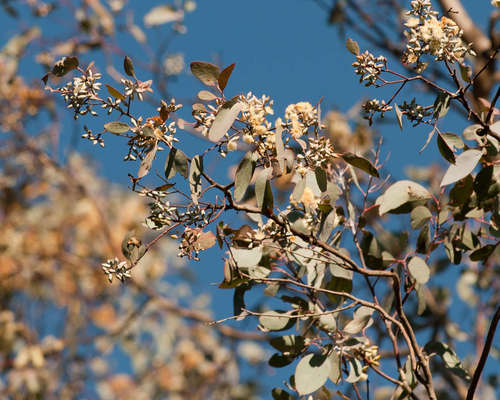 Image of Eucalyptus albens by (c) Chris Clarke, some rights reserved (CC BY)