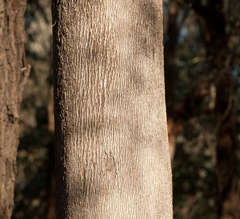Eucalyptus albens