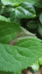 Gracillaria syringella