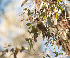 Melithreptus gularis