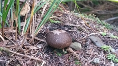 Lycoperdon scabrum