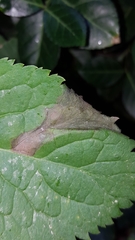 Gracillaria syringella