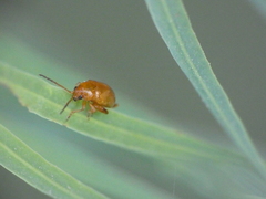 Aphthona