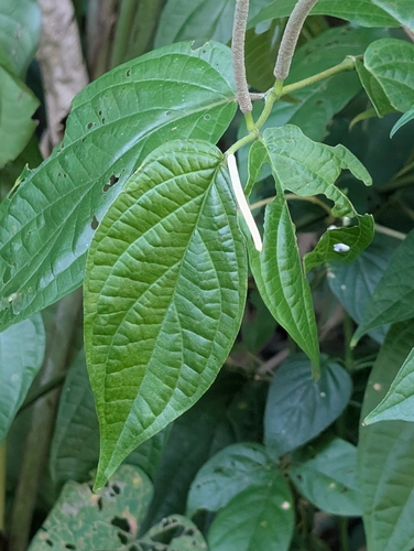 Piper aduncum observed 2026-10-11