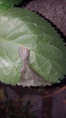 Gracillaria syringella