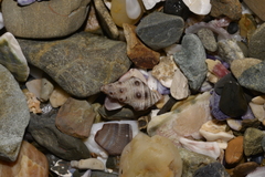 Phycothais reticulata