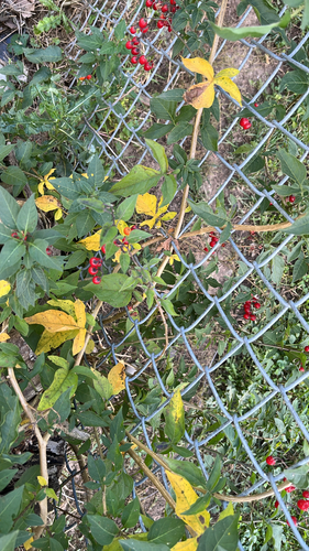 bittersweet nightshade