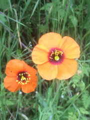 Papaver heterophyllum