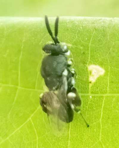 Brachymeria, 2026-10-09