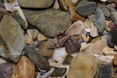 Phycothais reticulata