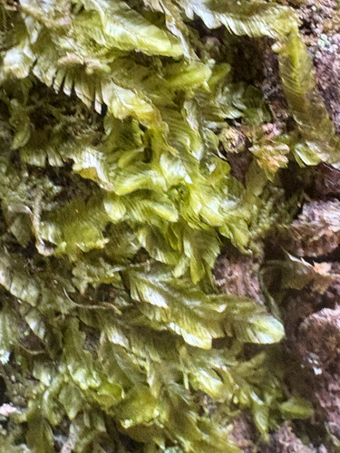 Orthorrhynchium elegans observed 2026-10-12