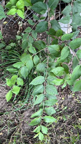 Amur honeysuckle
