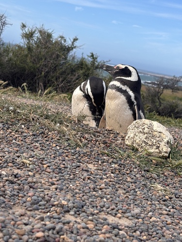 Pingüino de Magallanes registrada en Camarones