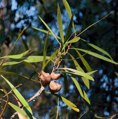 Hakea eriantha