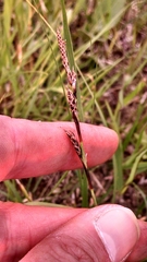 Carex richardsonii