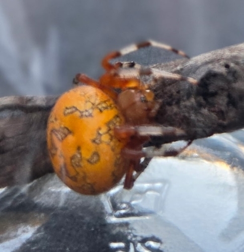 Marbled Orbweaver