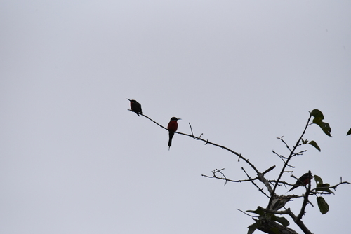 iNaturalist image
