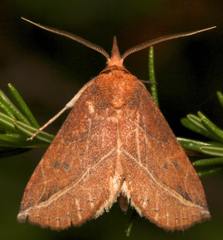 Phyprosopus callitrichoides