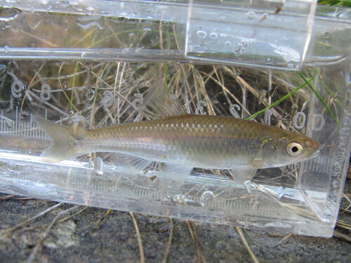 Spotfin Shiner