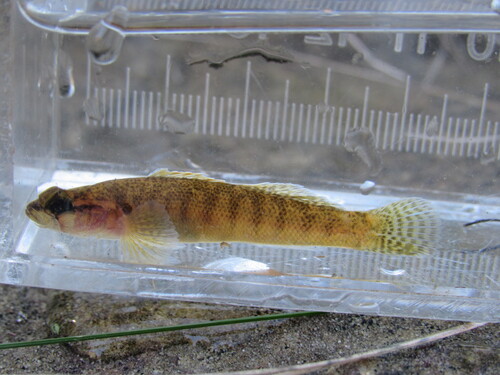 Fantail Darter