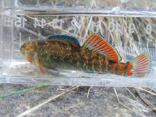 Rainbow Darter