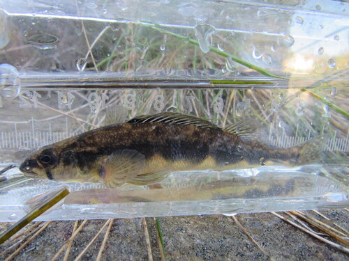 Blackside Darter