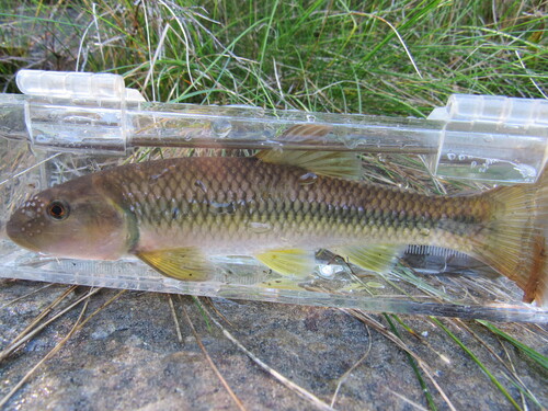 River Chub
