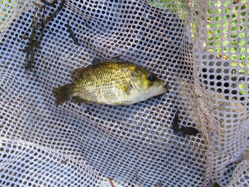 Rock Bass