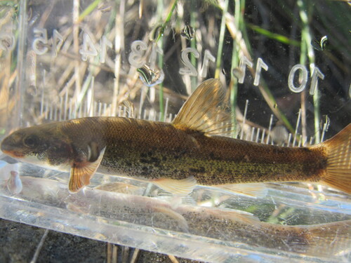 Longnose Dace