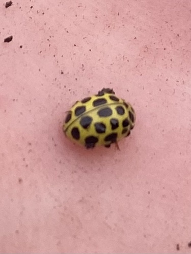 22-spot Ladybird