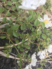 Rosa lucieae