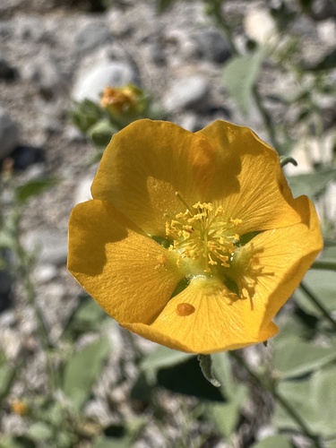 Yellow Indian Mallow