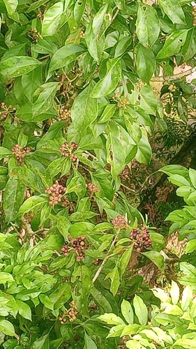 Dendropanax observed 2026-10-11